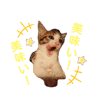 見つめるキャッツ・アイ♡（個別スタンプ：2）