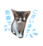 見つめるキャッツ・アイ♡（個別スタンプ：4）