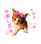 見つめるキャッツ・アイ♡（個別スタンプ：6）
