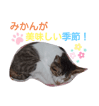 見つめるキャッツ・アイ♡（個別スタンプ：7）