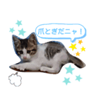 見つめるキャッツ・アイ♡（個別スタンプ：8）