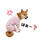 豆柴もこ3（個別スタンプ：3）