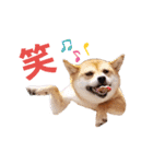 豆柴もこ3（個別スタンプ：7）