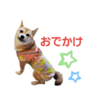 豆柴もこ3（個別スタンプ：12）