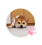 豆柴もこ3（個別スタンプ：13）