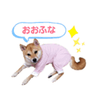 豆柴もこ3（個別スタンプ：16）