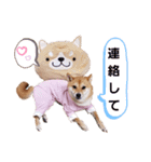豆柴もこ3（個別スタンプ：19）