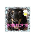 ❤️୨୧ご挨拶୨୧❤️スタンプ❤︎.*（個別スタンプ：2）