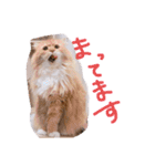 猫写真日常会話2（個別スタンプ：3）