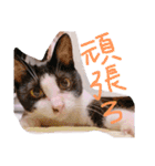 猫写真日常会話2（個別スタンプ：8）