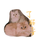 猫写真日常会話2（個別スタンプ：14）