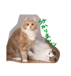猫写真日常会話2（個別スタンプ：15）