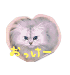 猫写真日常会話2（個別スタンプ：16）
