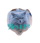 猫写真日常会話2（個別スタンプ：17）