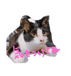 猫写真日常会話2（個別スタンプ：18）