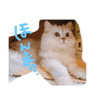 猫写真日常会話2（個別スタンプ：19）