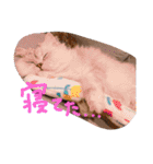 猫写真日常会話2（個別スタンプ：20）