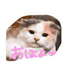 猫写真日常会話2（個別スタンプ：21）