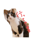 猫写真日常会話2（個別スタンプ：22）