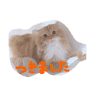 猫写真日常会話2（個別スタンプ：23）