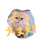 猫写真日常会話2（個別スタンプ：26）