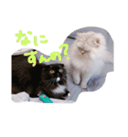 猫写真日常会話2（個別スタンプ：29）