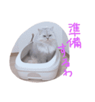 猫写真日常会話2（個別スタンプ：30）