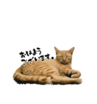 三兄弟ねこ part1（個別スタンプ：1）