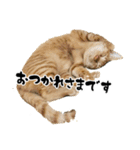 三兄弟ねこ part1（個別スタンプ：3）