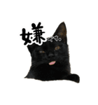三兄弟ねこ part1（個別スタンプ：5）