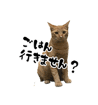 三兄弟ねこ part1（個別スタンプ：6）