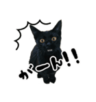 三兄弟ねこ part1（個別スタンプ：7）