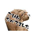 三兄弟ねこ part1（個別スタンプ：8）