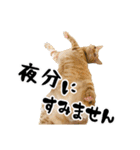 三兄弟ねこ part1（個別スタンプ：9）