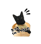 三兄弟ねこ part1（個別スタンプ：10）