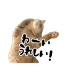 三兄弟ねこ part1（個別スタンプ：11）