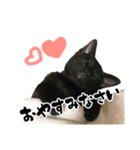 三兄弟ねこ part1（個別スタンプ：12）