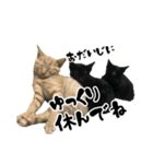 三兄弟ねこ part1（個別スタンプ：13）