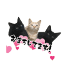 三兄弟ねこ part1（個別スタンプ：14）