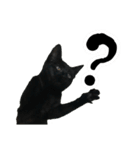 三兄弟ねこ part1（個別スタンプ：17）