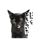 三兄弟ねこ part1（個別スタンプ：19）