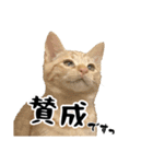 三兄弟ねこ part1（個別スタンプ：21）