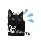 三兄弟ねこ part1（個別スタンプ：22）