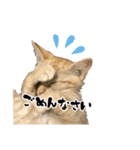 三兄弟ねこ part1（個別スタンプ：23）