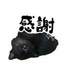 三兄弟ねこ part1（個別スタンプ：24）