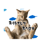 三兄弟ねこ part1（個別スタンプ：26）