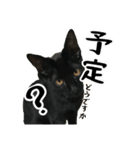 三兄弟ねこ part1（個別スタンプ：27）