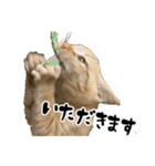 三兄弟ねこ part1（個別スタンプ：31）