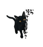 三兄弟ねこ part1（個別スタンプ：33）