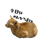 三兄弟ねこ part1（個別スタンプ：34）